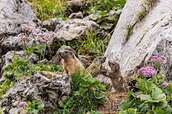 20191216 Murmeltiere DAV SebastianMller Wolfskeil 350